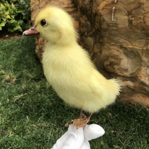 1pcs Taxidermy Stuffing Eurasian Young Duck Specimen Teaching/Decoration in Saudi Arabia