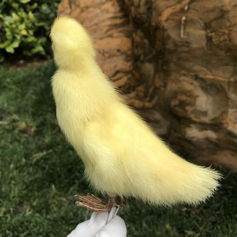 1pcs Taxidermy Stuffing Eurasian Young Duck Specimen Teaching/Decoration in Saudi Arabia