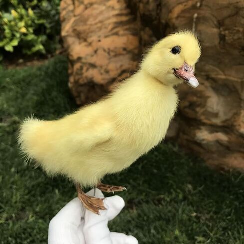 1pcs Taxidermy Stuffing Eurasian Young Duck Specimen Teaching/Decoration in Saudi Arabia