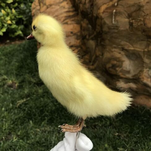 1pcs Taxidermy Stuffing Eurasian Young Duck Specimen Teaching/Decoration in Saudi Arabia
