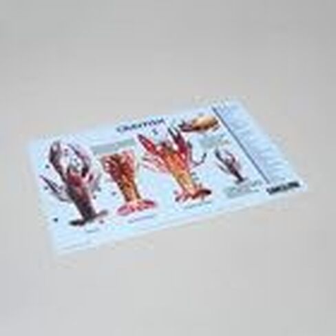 Carolina® Crayfish Dissection Mat in Kuwait