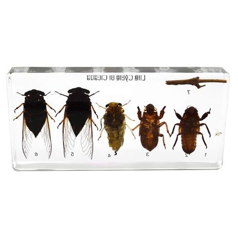 Lifecycle of a Cicada Development Specimen Paperweight Insect Animal Specimen for Science Education in Kuwait