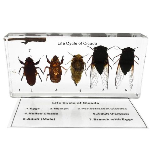 Lifecycle of a Cicada Development Specimen Paperweight Insect Animal Specimen for Science Education in Kuwait