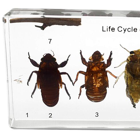 Lifecycle of a Cicada Development Specimen Paperweight Insect Animal Specimen for Science Education in Kuwait
