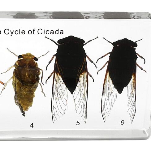 Lifecycle of a Cicada Development Specimen Paperweight Insect Animal Specimen for Science Education in Kuwait