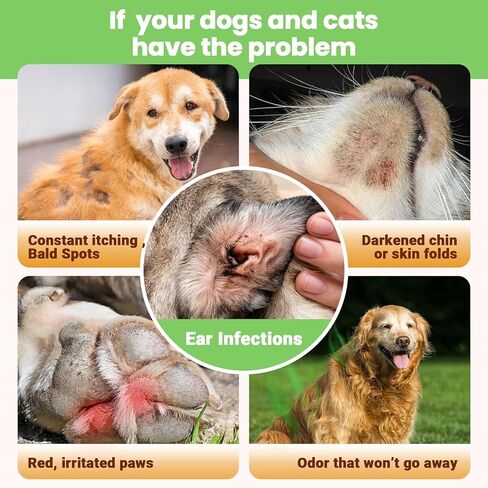 علاج عدوى الخميرة للكلاب والقطط غير الطبيعي إسقاط للجلد الحكة ، والآذان والفكين الاحمرار -الدعم in Kuwait