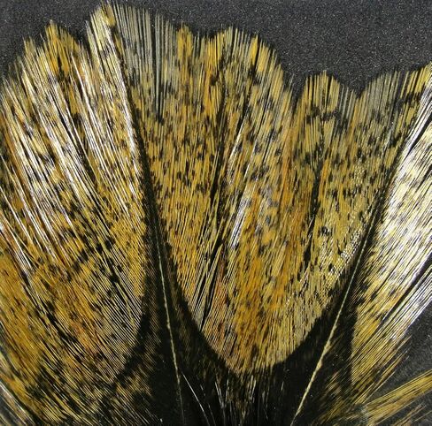 Hareline Coq de Leon Feathers Light Rightled Brown (Claro Pardo) - الحجم رقم 14 - خطاف الصيد - خطاف الصيد ذبابة - قطعة واحدة in Kuwait