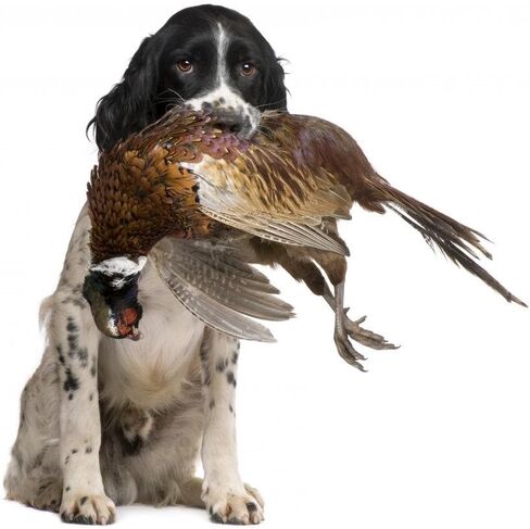 Wallmonkeys English Springer Spaniel Hunting (1 Year) Wall Decal Peel and Stick Graphic WM274791 (24 in W x 22 in H) in Kuwait