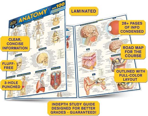 اختبار التشريح: دليل مرجعي مغلف QuickStudy in Kuwait