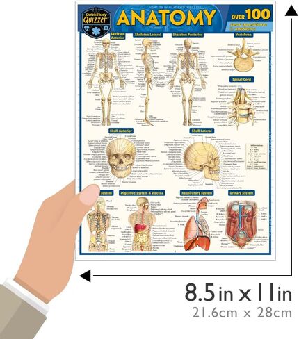 اختبار التشريح: دليل مرجعي مغلف QuickStudy in Kuwait