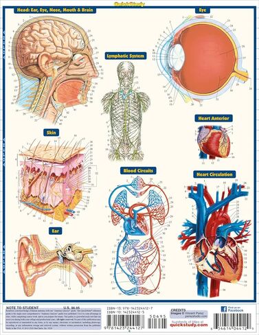 اختبار التشريح: دليل مرجعي مغلف QuickStudy in Kuwait