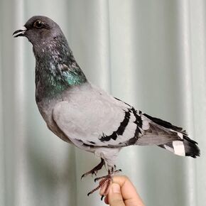 Authentic Hill Pigeon Taxidermy, Real Pigeon Specimens for Science Education, Home Garden Ornament Miniature Decoration in Saudi Arabia