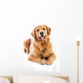 Wallmonkeys WM231602 Golden Retriever Peel and Stick Wall Decals, 18" H x 12" W-Small in Kuwait