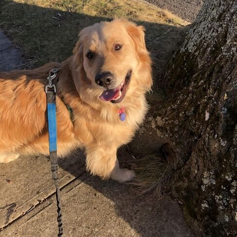 الكلب المقود كليب الثقيلة الكلب المقود المشبك السنانير قطب كليب خطاف دوار المفاجئة العلم السنانير 3.5 بوصة 5 قطعة in Kuwait