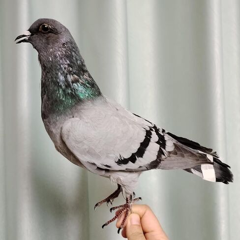 Authentic Hill Pigeon Taxidermy, Real Pigeon Specimens for Science Education, Home Garden Ornament Miniature Decoration in Saudi Arabia