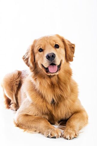 Wallmonkeys WM231602 Golden Retriever Peel and Stick Wall Decals, 18" H x 12" W-Small in Kuwait