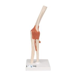 3B Scientific A82/1 Deluxe Functional Knee Joint - 3B Smart Anatomy