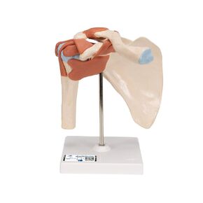 3B Scientific A82/1 Deluxe Functional Knee Joint - 3B Smart Anatomy