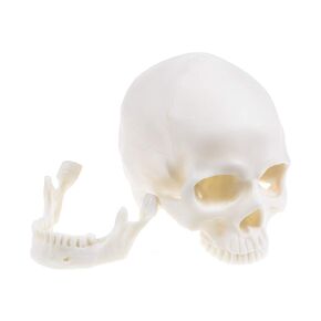 Human Skull Head Bone Resin Model Life Size 1:1 Replica Realistic Skull