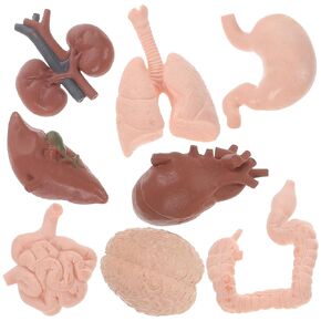 HEALLILY 16 Pcs Human Organ Model Learning Organ Model Organs Teaching Model Kid Suit Artificial Organ Props 3D Anatomy Model Prop Teaching Prop Toy Plastic Specimen Body Student