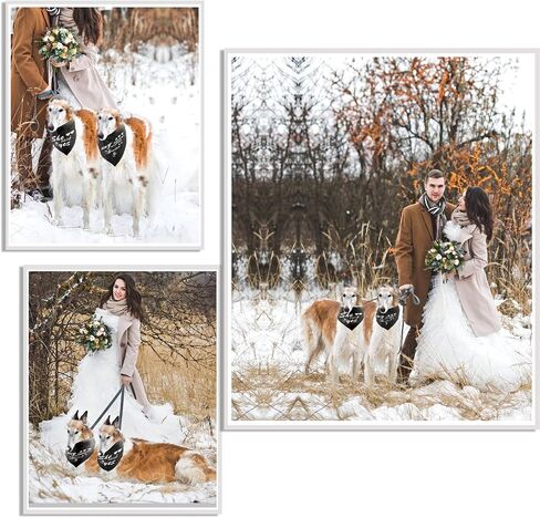 هدية الخطوبة، My Humans are Getting Married Dog Bandana، زفاف الكلب باندانا، وشاح للحيوانات الأليفة للكلاب الصغيرة والمتوسطة والكبيرة 2 شريط (أسود ماسي) in Kuwait