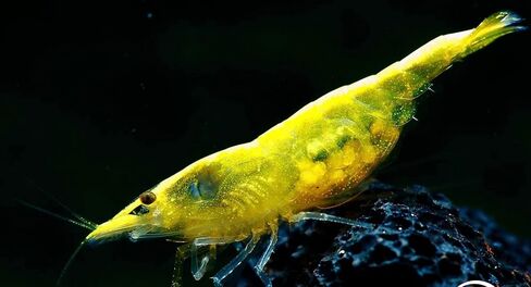 Swimming Creatures™ 20 Golden Back Yellow Premium High-Grade Neocaridina Freshwater Aquarium Shrimp. in Saudi Arabia