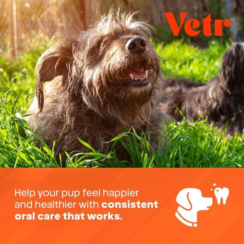 تركيبة Vetr لطب الأسنان للكلاب - مادة مضافة سائلة للعناية بالفم بنكهة النعناع مع إنزيمات لدعم التنفس والأسنان - تركيبة بيطرية في الولايات المتحدة الأمريكية (16 أونصة) in Kuwait