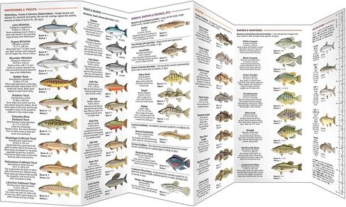 أسماك المياه العذبة في أيداهو (مراقبة الطبيعة في أمريكا الشمالية) in Kuwait