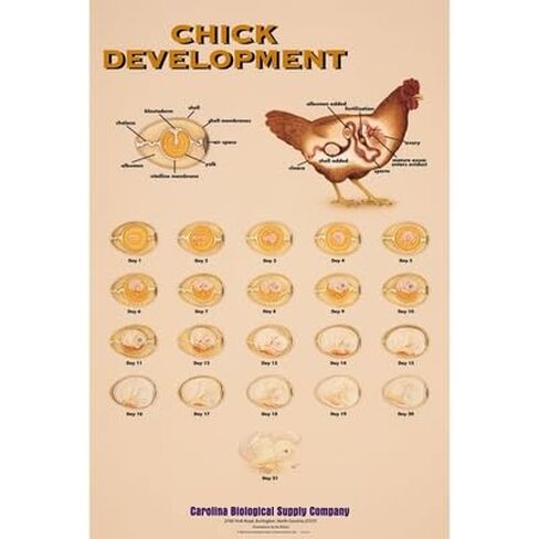 Chick Development Chart in Kuwait