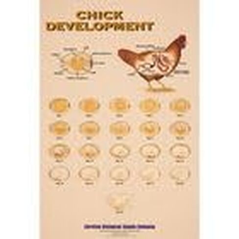 Chick Development Chart in Kuwait