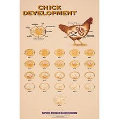 Chick Development Chart in Kuwait