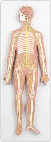 qzzXoq Human Nervous System Model, Central Nervous System Half Life Size Model with Detachable Brain Spinal Peripheral Spine Nerves Display Demo for Students Nursing Medical Studies in Saudi Arabia