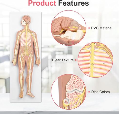 qzzXoq Human Nervous System Model, Central Nervous System Half Life Size Model with Detachable Brain Spinal Peripheral Spine Nerves Display Demo for Students Nursing Medical Studies in Saudi Arabia