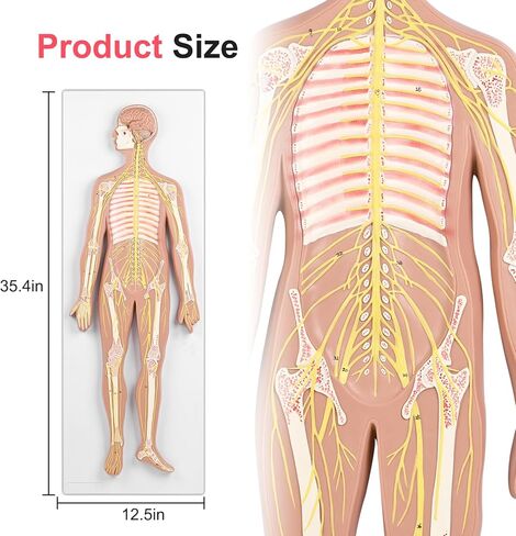 qzzXoq Human Nervous System Model, Central Nervous System Half Life Size Model with Detachable Brain Spinal Peripheral Spine Nerves Display Demo for Students Nursing Medical Studies in Saudi Arabia