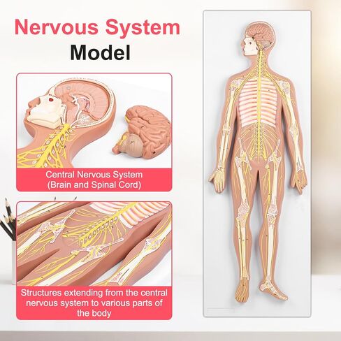 qzzXoq Human Nervous System Model, Central Nervous System Half Life Size Model with Detachable Brain Spinal Peripheral Spine Nerves Display Demo for Students Nursing Medical Studies in Saudi Arabia