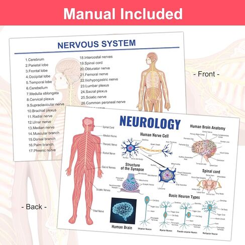 qzzXoq Human Nervous System Model, Central Nervous System Half Life Size Model with Detachable Brain Spinal Peripheral Spine Nerves Display Demo for Students Nursing Medical Studies in Saudi Arabia