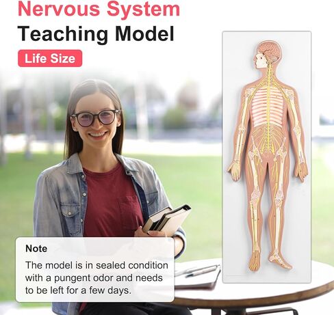 qzzXoq Human Nervous System Model, Central Nervous System Half Life Size Model with Detachable Brain Spinal Peripheral Spine Nerves Display Demo for Students Nursing Medical Studies in Saudi Arabia