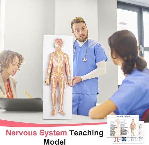 qzzXoq Human Nervous System Model, Central Nervous System Half Life Size Model with Detachable Brain Spinal Peripheral Spine Nerves Display Demo for Students Nursing Medical Studies in Saudi Arabia