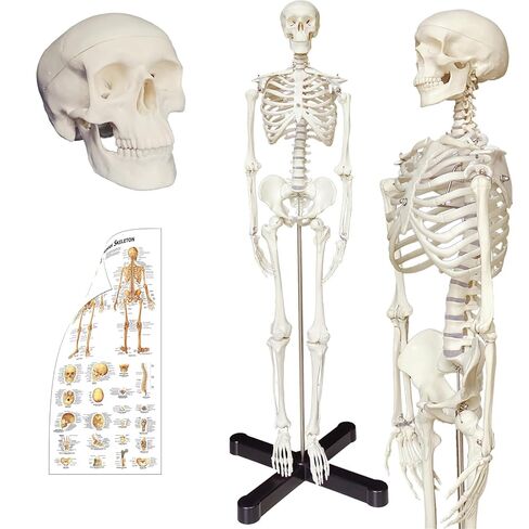 Human Skeleton Model mini 33.5" Compact Desktop Size Anatomical Chart for Student Home Study in Saudi Arabia
