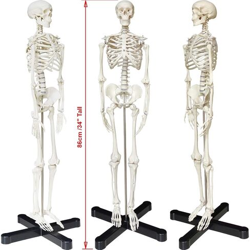 Human Skeleton Model mini 33.5" Compact Desktop Size Anatomical Chart for Student Home Study in Saudi Arabia