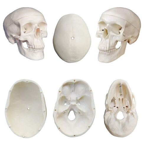 Human Skeleton Model mini 33.5" Compact Desktop Size Anatomical Chart for Student Home Study in Saudi Arabia