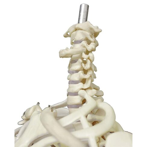 Human Skeleton Model mini 33.5" Compact Desktop Size Anatomical Chart for Student Home Study in Saudi Arabia