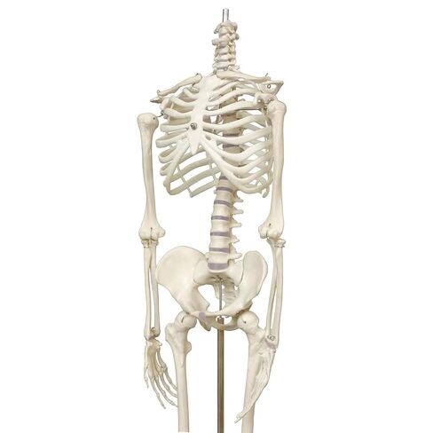 Human Skeleton Model mini 33.5" Compact Desktop Size Anatomical Chart for Student Home Study in Saudi Arabia
