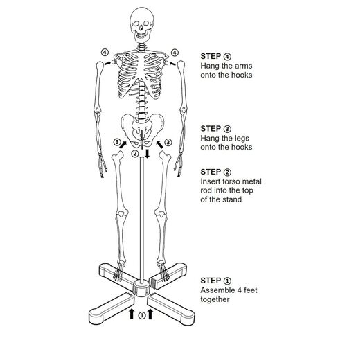 Human Skeleton Model mini 33.5" Compact Desktop Size Anatomical Chart for Student Home Study in Saudi Arabia
