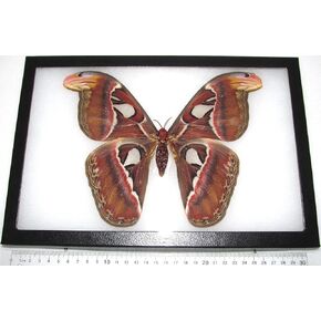 BicBugs Attacus atlas moth أنثى الأفعى تحاكي عثة زحل إندونيسيا مؤطرة in Kuwait