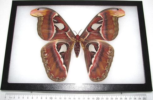 BicBugs Attacus atlas moth أنثى الأفعى تحاكي عثة زحل إندونيسيا مؤطرة in Kuwait