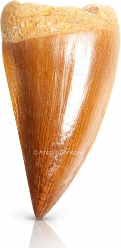 Authentic Shark Teeth Fossil - Real Dinosaur Fossil from Mosasaurus Era - Genuine Shark Tooth Collectible in Saudi Arabia