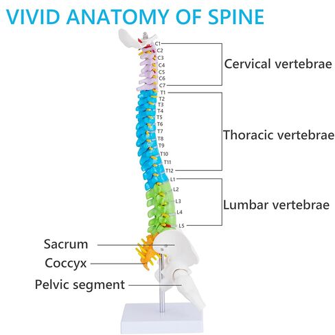 نموذج تشريح العمود الفقري الصغير - نموذج العمود الفقري المصغر المرن باللون البشري مقاس 15.5 بوصة مع جميع الأعصاب للتعلم الطبي - نموذج العمود الفقري للفقرات لتعليم التعليمات والدراسة والعرض in Kuwait