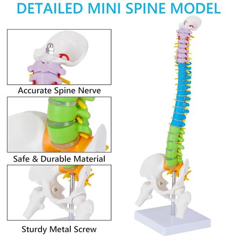 نموذج تشريح العمود الفقري الصغير - نموذج العمود الفقري المصغر المرن باللون البشري مقاس 15.5 بوصة مع جميع الأعصاب للتعلم الطبي - نموذج العمود الفقري للفقرات لتعليم التعليمات والدراسة والعرض in Kuwait