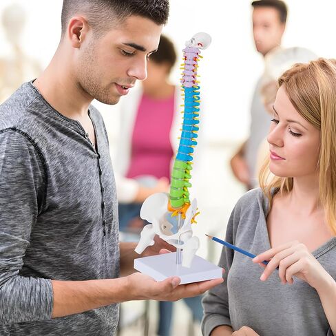 نموذج تشريح العمود الفقري الصغير - نموذج العمود الفقري المصغر المرن باللون البشري مقاس 15.5 بوصة مع جميع الأعصاب للتعلم الطبي - نموذج العمود الفقري للفقرات لتعليم التعليمات والدراسة والعرض in Kuwait